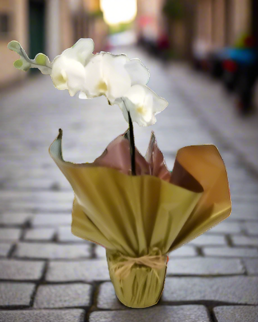 Orquídea Phalaenopsis Branca