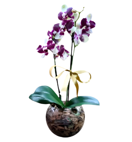 Orquídea Phalaenopsis Dalmata com vaso