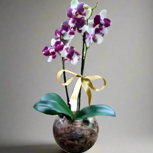 Orquídea Phalaenopsis Dalmata com vaso