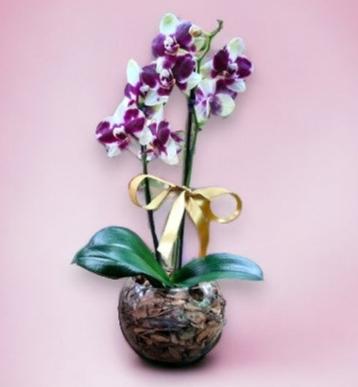 Orquídea Phalaenopsis Dalmata com vaso