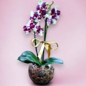 Orquídea Phalaenopsis Dalmata com vaso