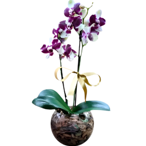 Orquídea Phalaenopsis Dalmata com vaso