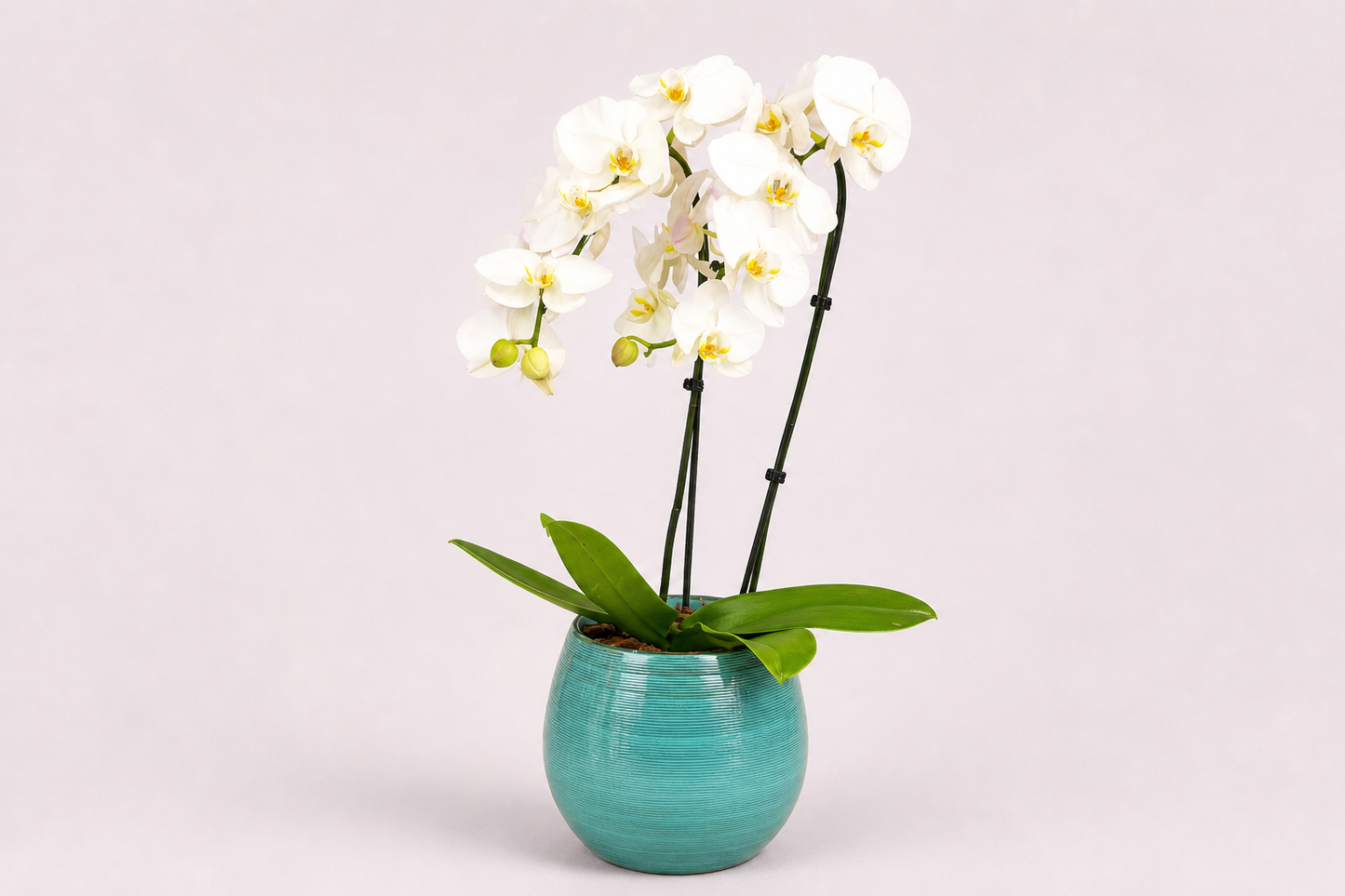 Orquídea Branca Premium com Duas Hastes em Vaso Turquesa