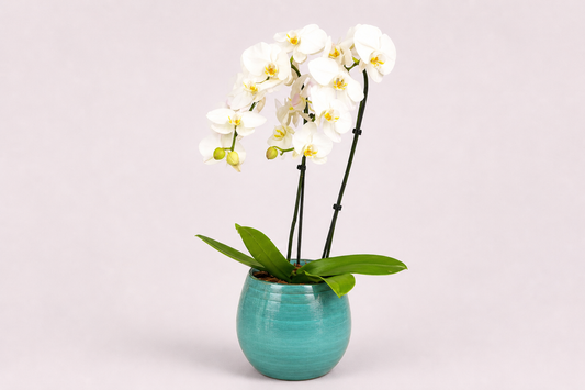 Orquídea Branca Premium com Duas Hastes em Vaso Turquesa