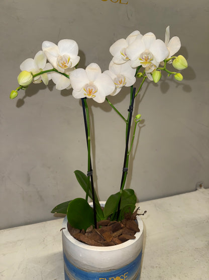 Miniature white orchid in a modern burnt cement vase.