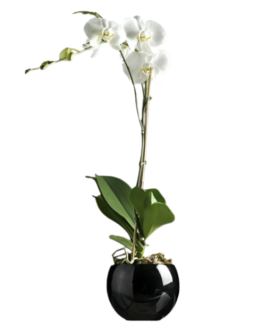 Orquídea Phalaenopsis Branca