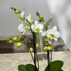 Mini Orquídeas Brancas em Vaso de Vidro Moderno