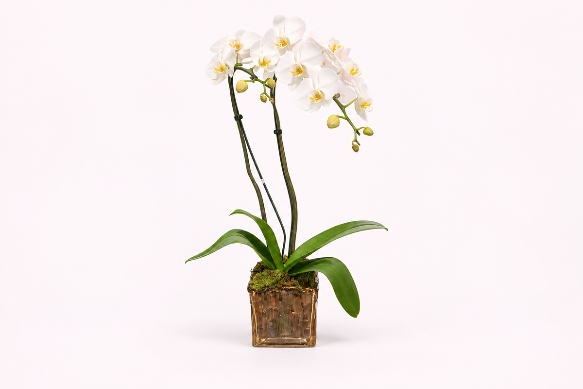 Orquídea Phalaenopsis Branca com Duas Hastes