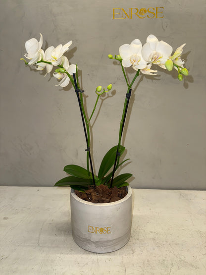 Mini Orquídea Phalaenopsis com vaso