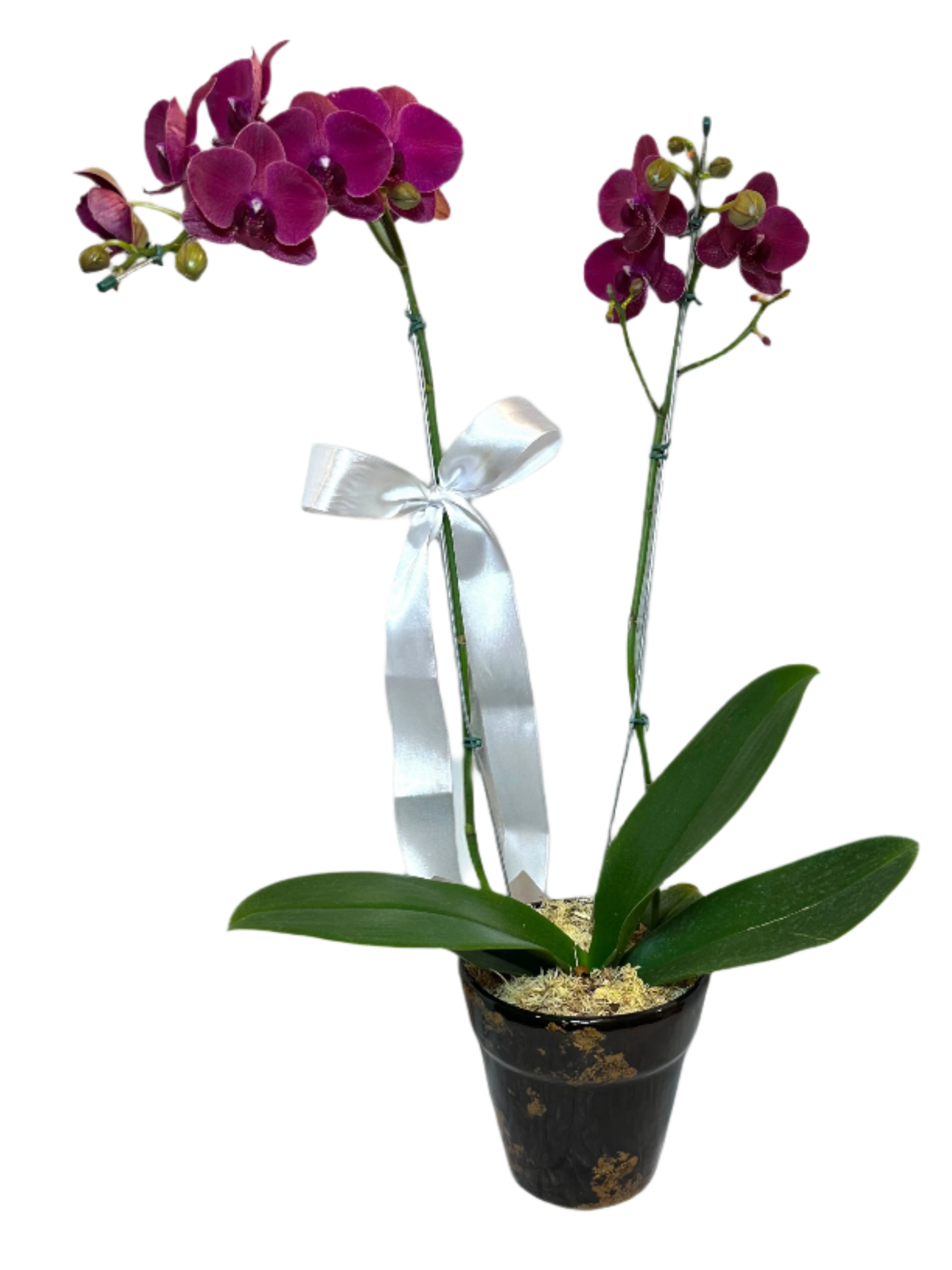 Arranjo Elegante de Orquídea Roxa Grande em Vaso de Cerâmica