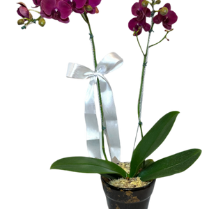 Arranjo Elegante de Orquídea Roxa Grande em Vaso de Cerâmica