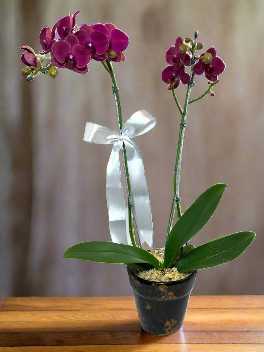 Arranjo Elegante de Orquídea Roxa Grande em Vaso de Cerâmica