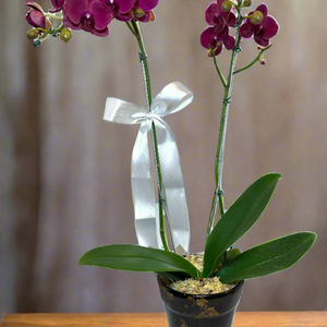 Arranjo Elegante de Orquídea Roxa Grande em Vaso de Cerâmica