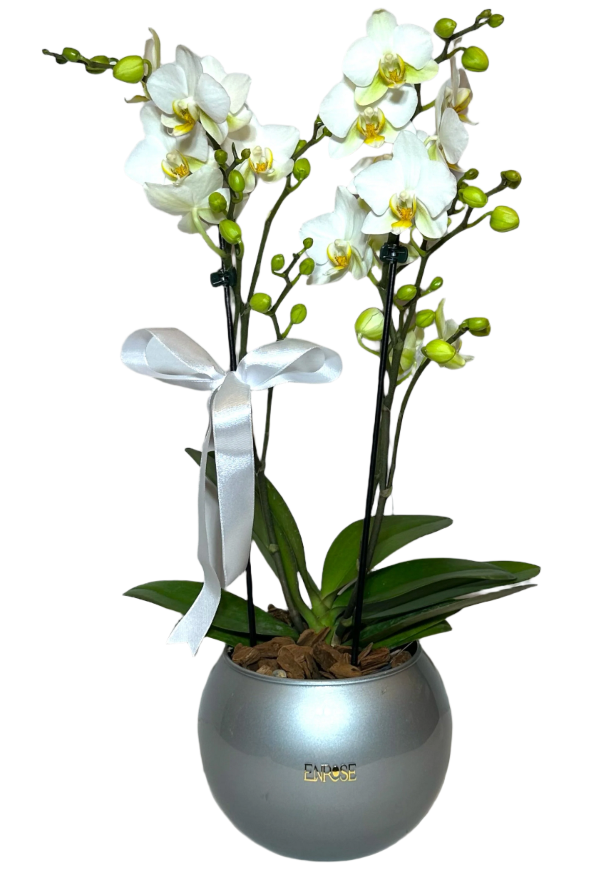 Mini Orquídeas Brancas em Vaso de Vidro Moderno