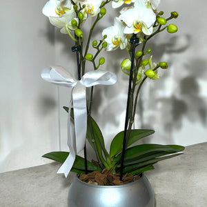 Mini Orquídeas Brancas em Vaso de Vidro Moderno