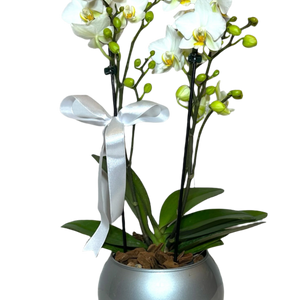 Mini Orquídeas Brancas em Vaso de Vidro Moderno