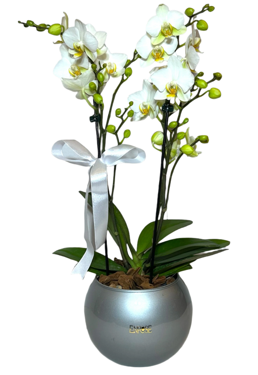 Mini Orquídeas Brancas em Vaso de Vidro Moderno