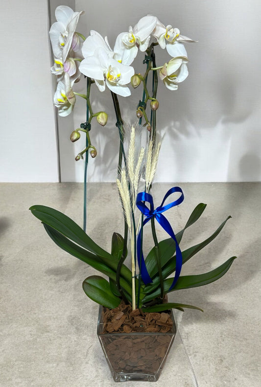 Orquídea Branca em Vaso de Vidro Moderno