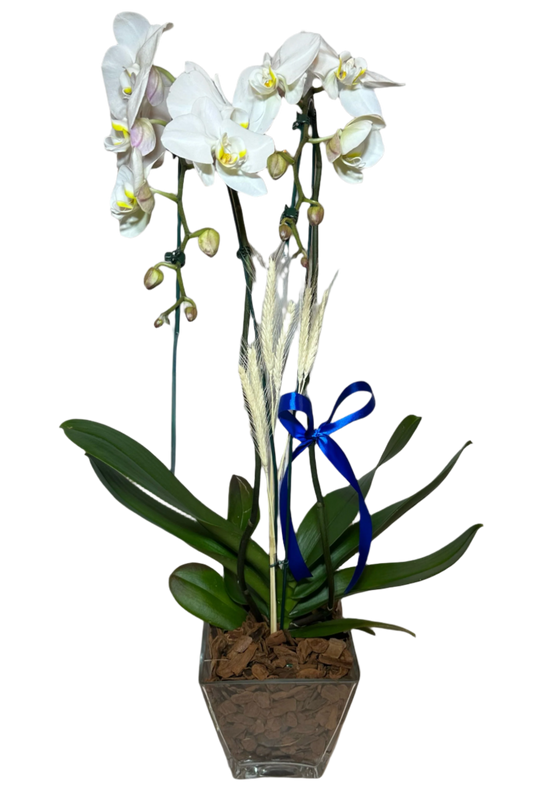 Orquídea Branca em Vaso de Vidro Moderno