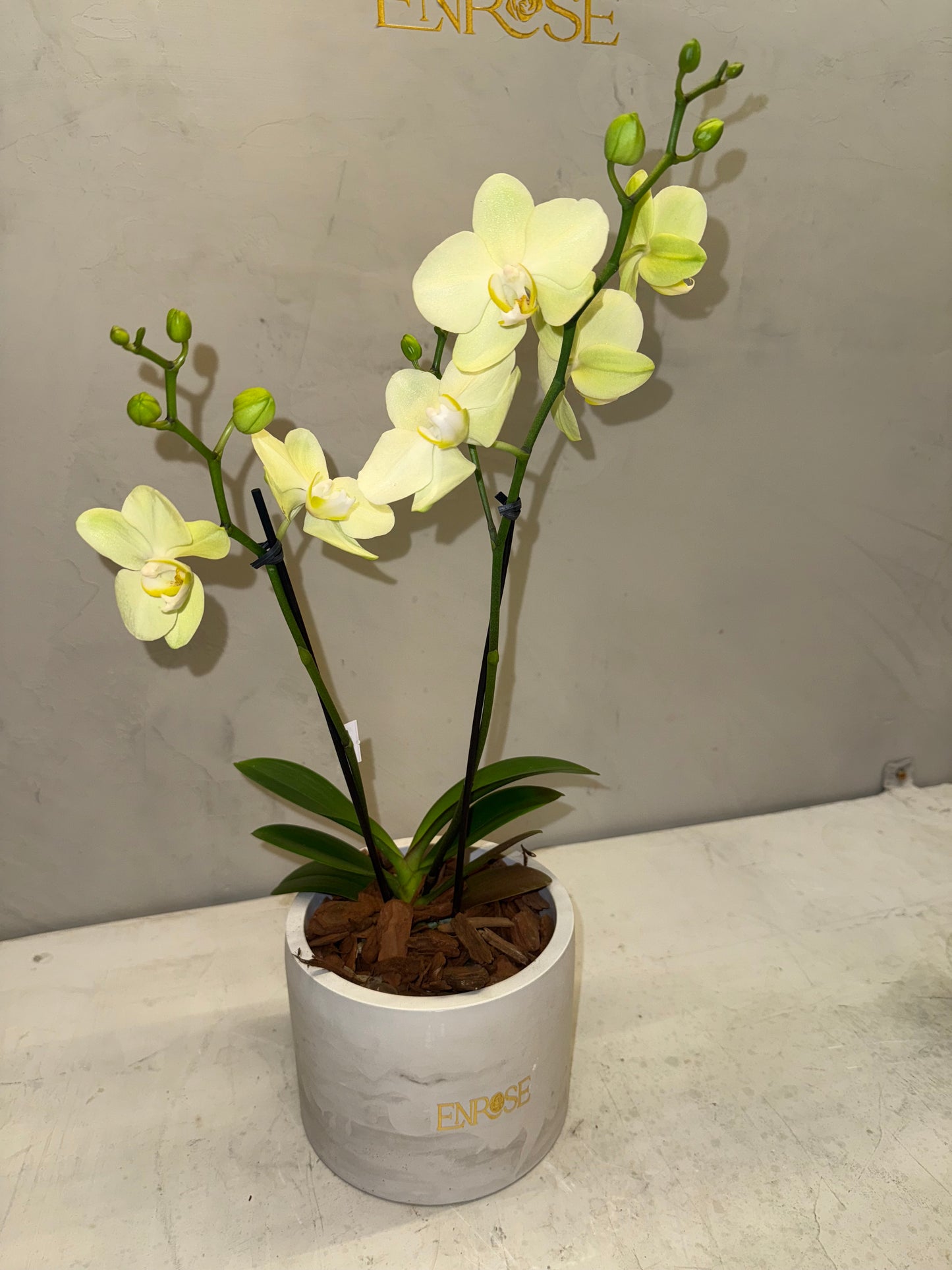 Miniature yellow orchid in a modern burnt cement vase. 
