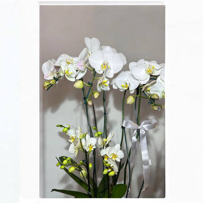 Orquídea Branca Exclusiva em Vaso Moderno
