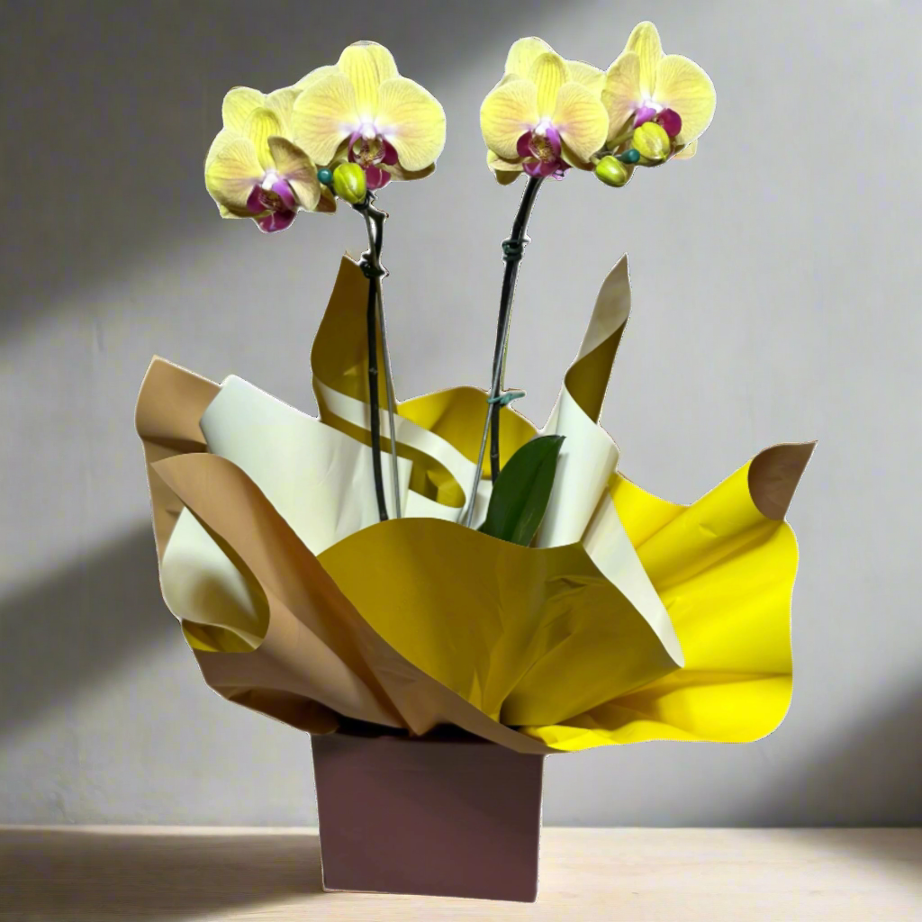 Orquídea Amarela com Embalagem Elegante