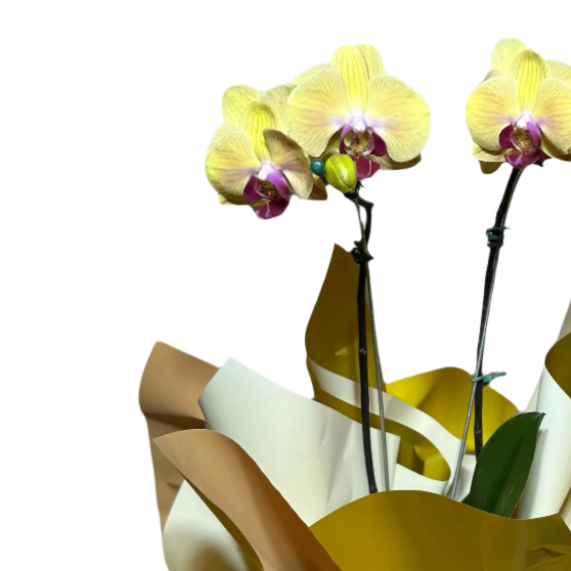 Orquídea Amarela com Embalagem Elegante