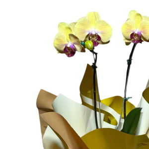 Orquídea Amarela com Embalagem Elegante