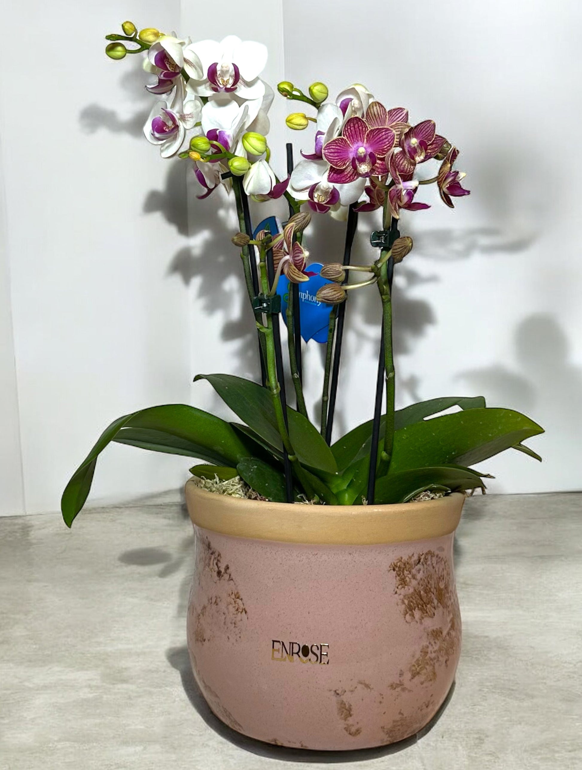 Duas Mini Orquídeas em Vaso de Cerâmica