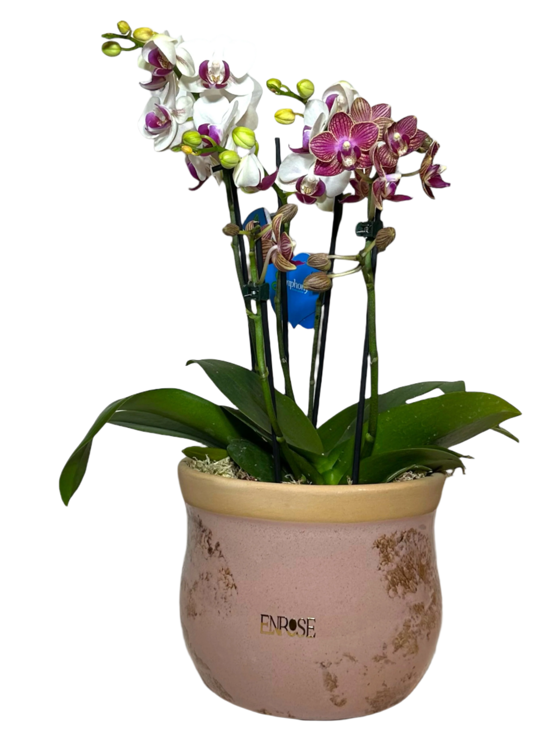 Duas Mini Orquídeas em Vaso de Cerâmica