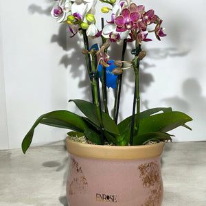 Duas Mini Orquídeas em Vaso de Cerâmica