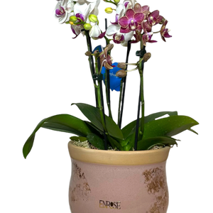 Duas Mini Orquídeas em Vaso de Cerâmica