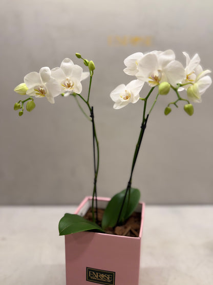 Mini White Orchids in Elegant Box