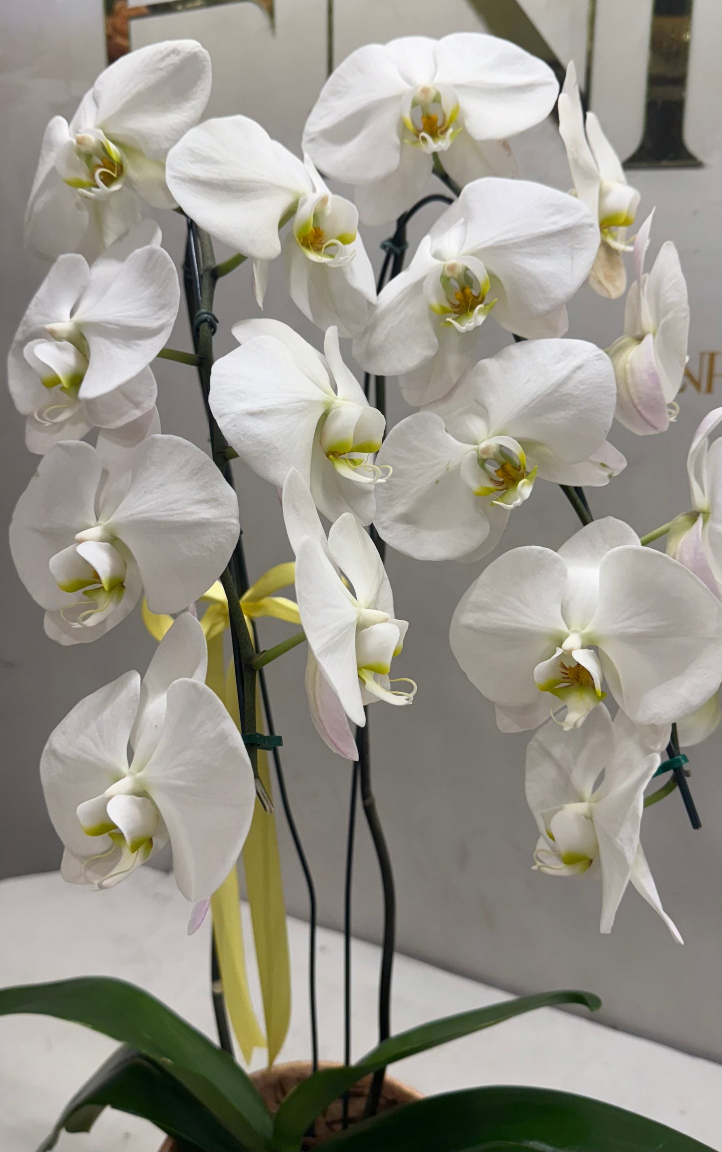 White Luxury Phalaenopsis Orchid in Decorative Vase