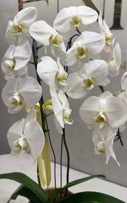 White Luxury Phalaenopsis Orchid in Decorative Vase
