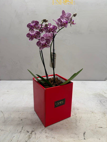 Mini White Orchids in Elegant Box
