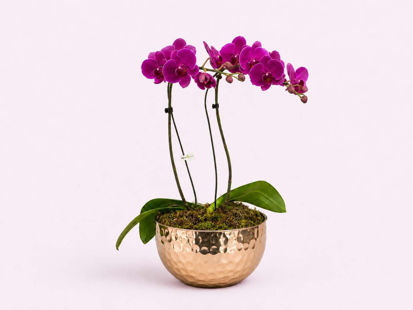 Arranjo Elegante com Orquídeas Roxas Premium