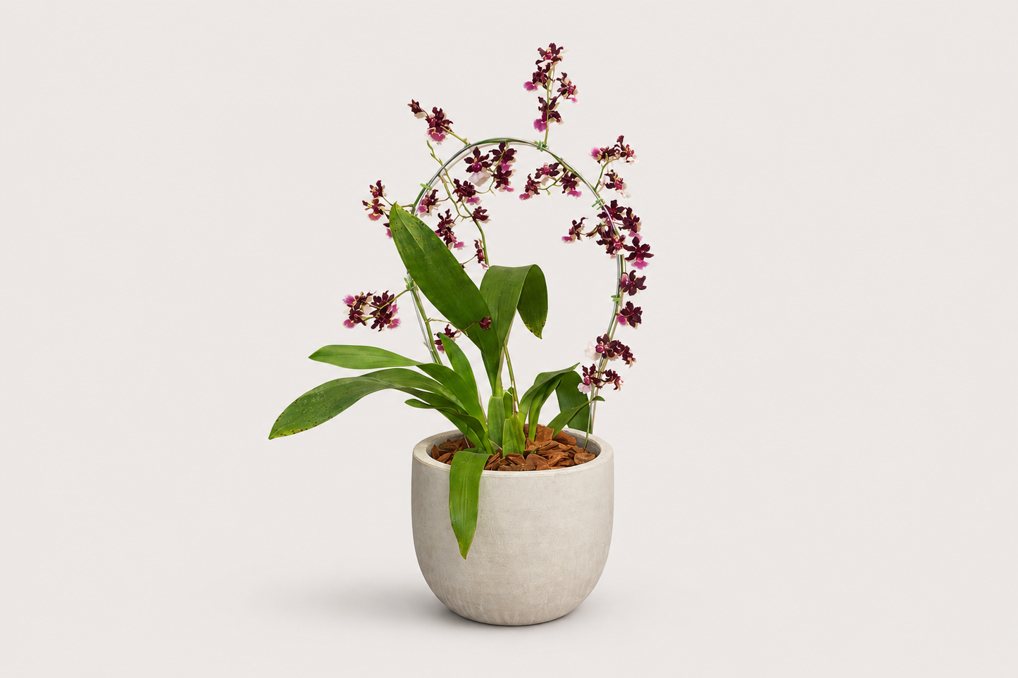 Orquídea Chocolate com Haste Arqueada em Vaso Minimalista