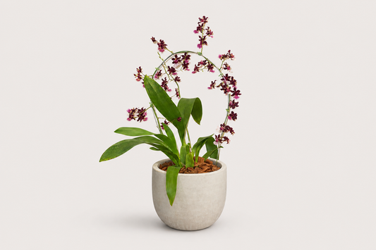 Orquídea Chocolate com Haste Arqueada em Vaso Minimalista