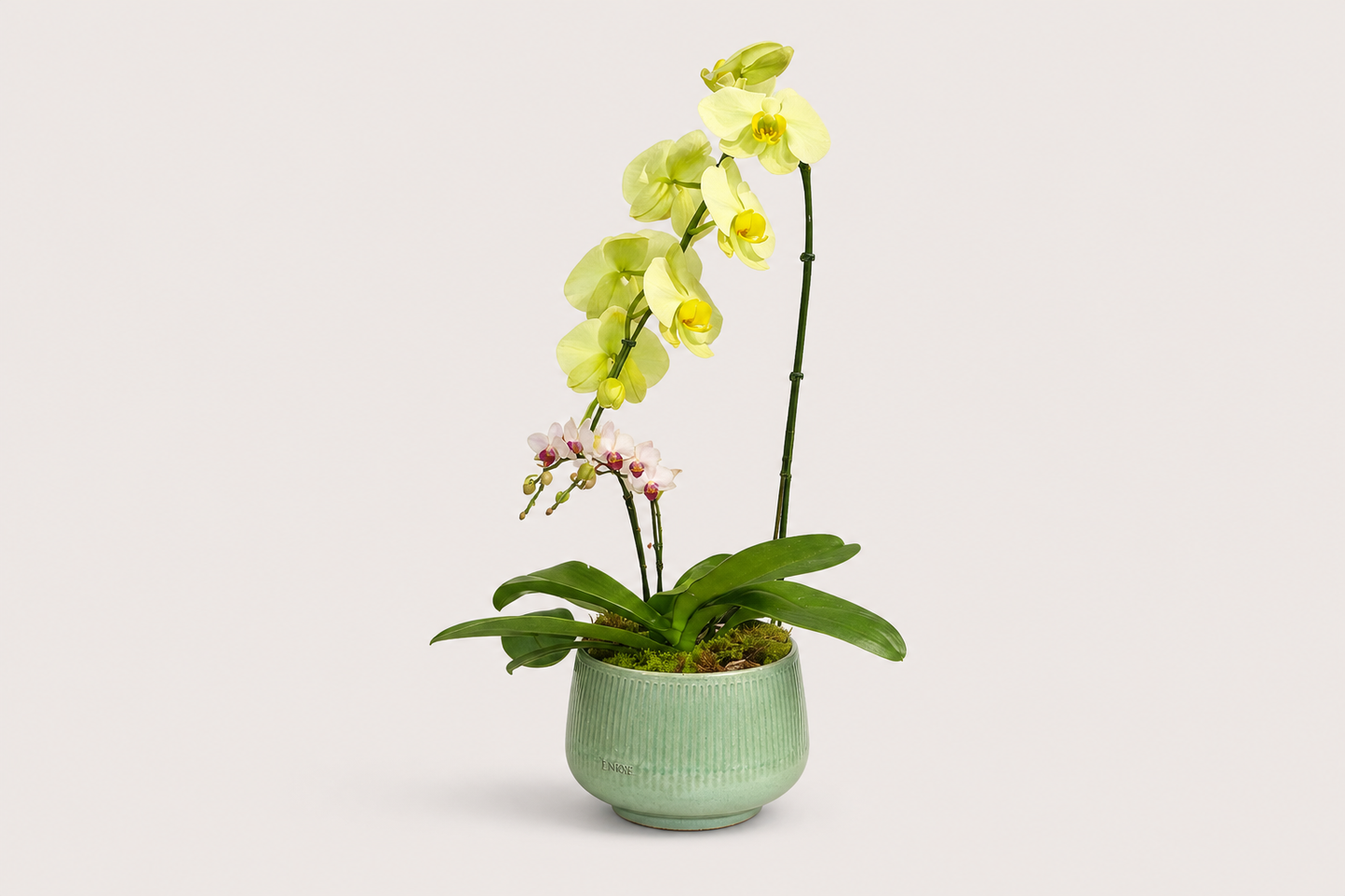 Orquídea Premium Duo em Vaso Elegante