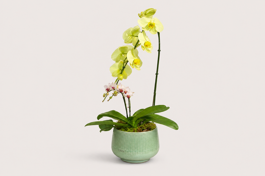Orquídea Premium Duo em Vaso Elegante