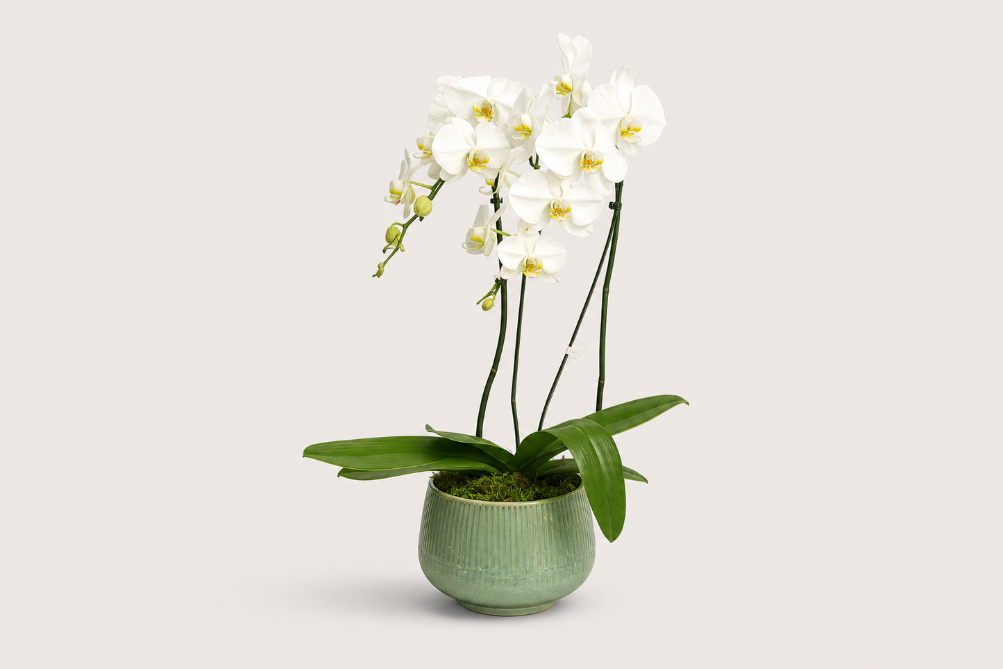 Orquídea Branca Premium em Vaso Elegante