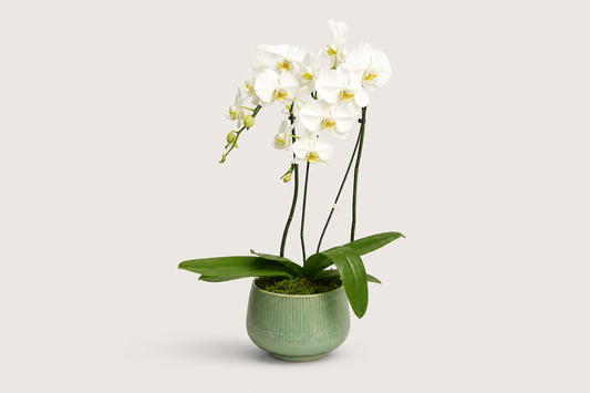 Orquídea Branca Premium em Vaso Elegante