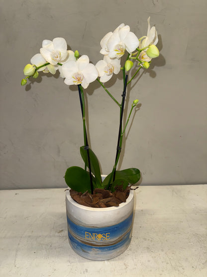 Miniature white orchid in a modern burnt cement vase.