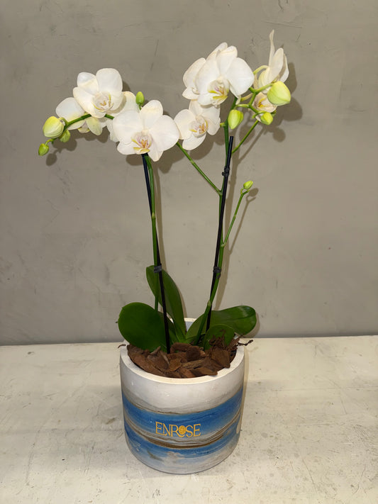 Orquídea Mini Branca com vaso moderno de cimento queimado