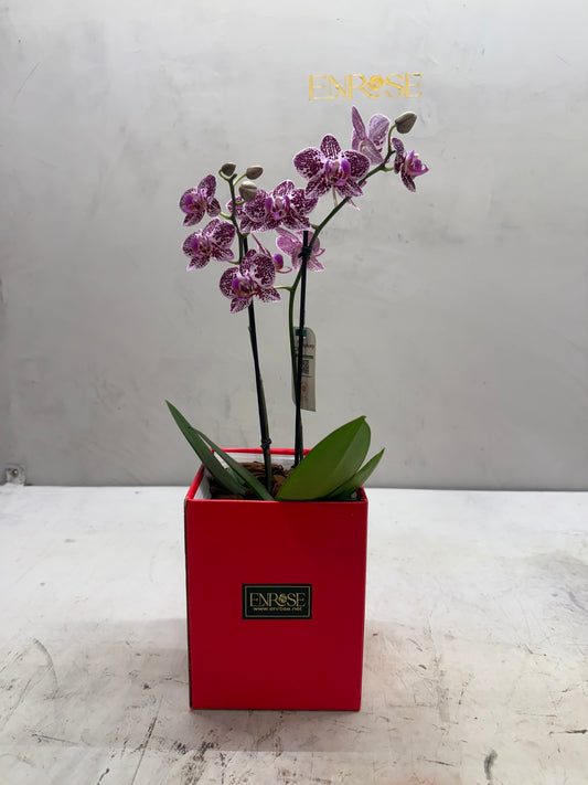 Mini Orquídeas Brancas em Caixa Elegante