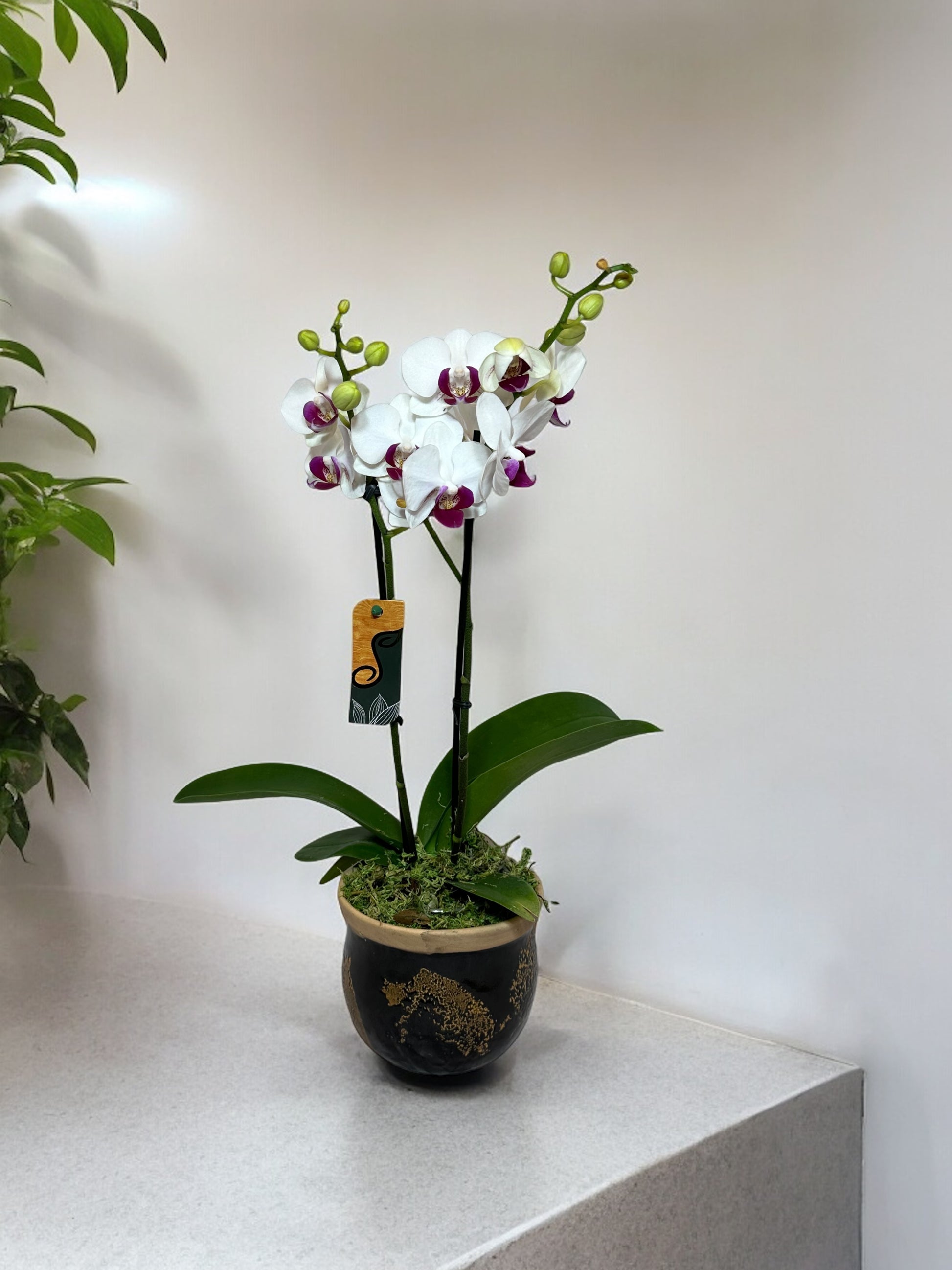 Arranjo Elegante de Mini Orquídea em Vaso de Cerâmica