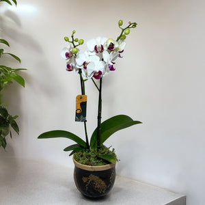 Arranjo Elegante de Mini Orquídea em Vaso de Cerâmica