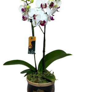 Arranjo Elegante de Mini Orquídea em Vaso de Cerâmica