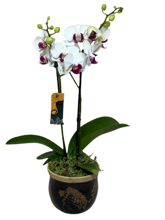 Arranjo Elegante de Mini Orquídea em Vaso de Cerâmica